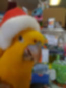 Santa conure